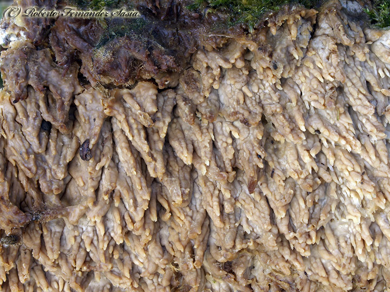 Radulomyces mollaris cistidiado (Radulomyces molaris)